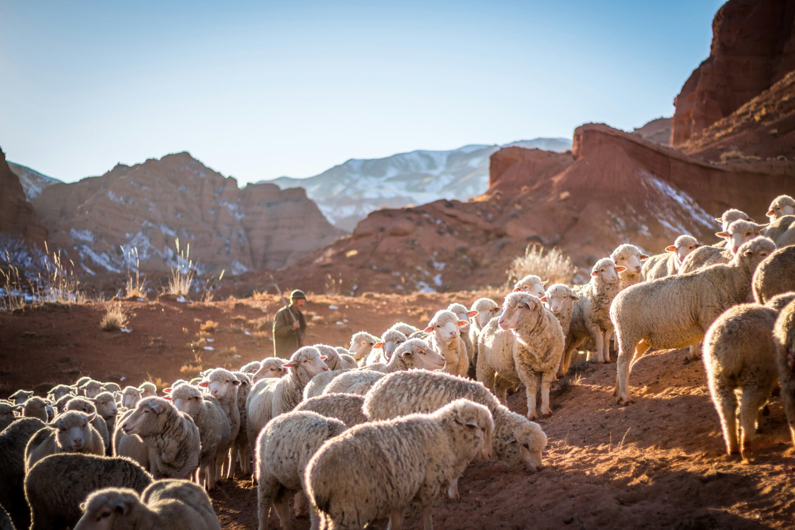 Animals Images & Pictures sheep shepherd kirgisistan gebiet tschüi church israel herd flock HD Christian Wallpapers farm sheppard kyrgyzstan farmer Nature Images Mountain Images & Pictures jesus Bible Images HD Grey Wallpapers faith Free images