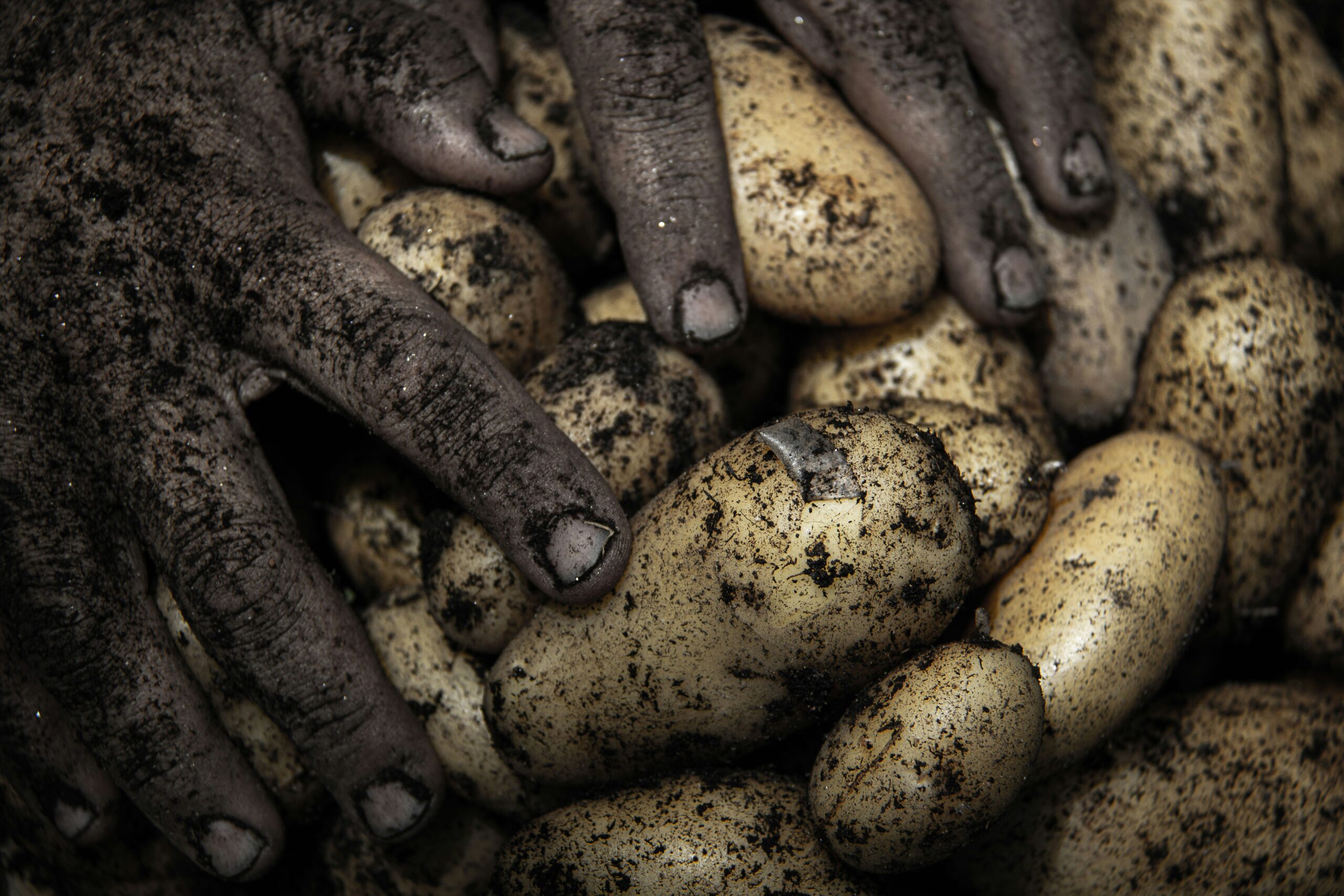 potato labor farm crops crop potatoes work farming harvest latin america working class dirt plant vegetable Food Images & Pictures fungus Public domain images