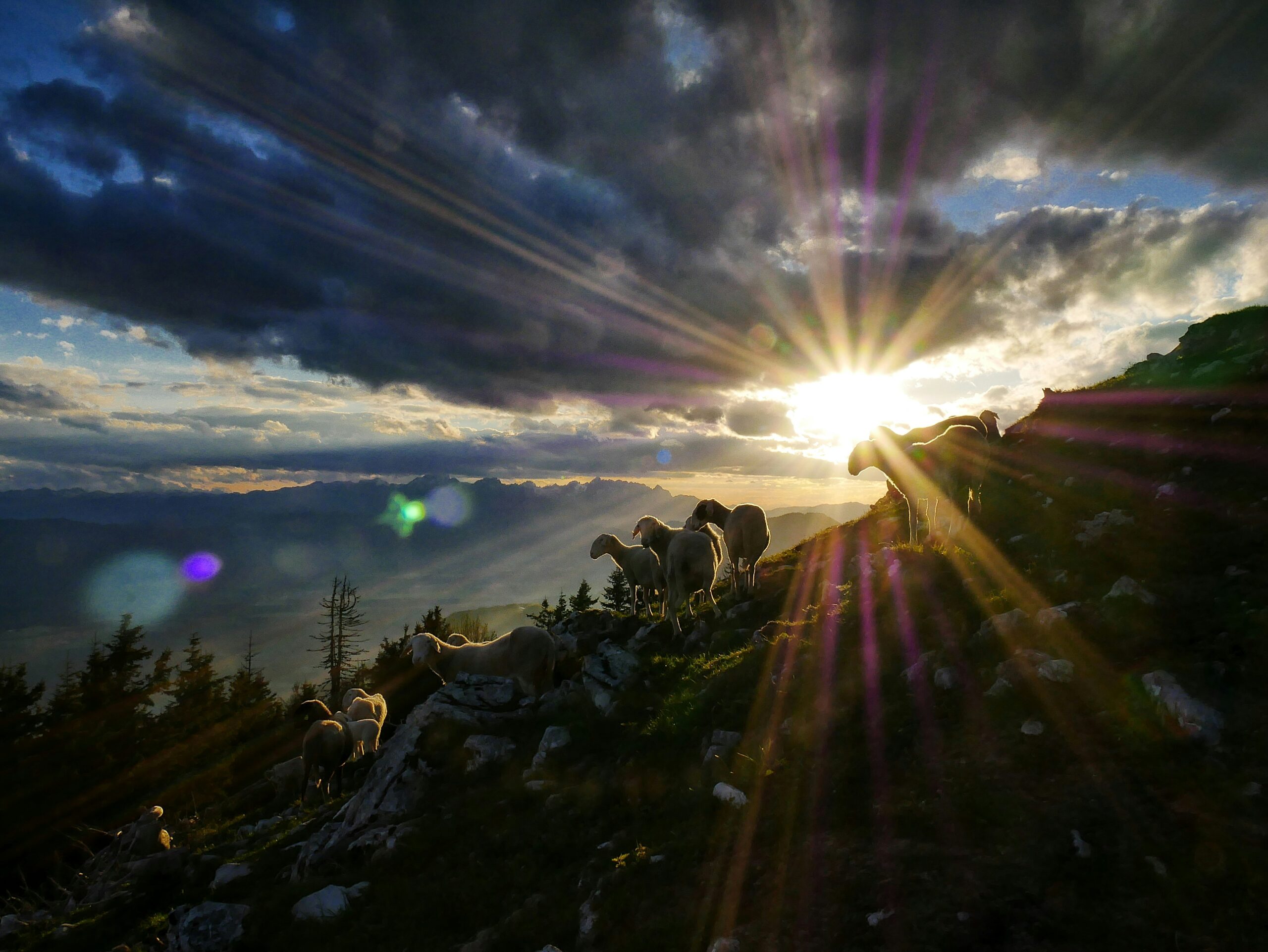 Sheep grazing on a mountain under a shining sun, symbolizing Jacob's journey to business success building wealth in Genesis 30-32.